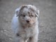 chiot berger australien lof mâle et femelle adorable 
