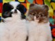 Chiot spitz allemand race pure 