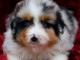 Adoption chiot berger australien mâle 