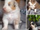 Chiot berger australien disponible 