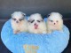 Chiot spitz nain Poméranie à donner 