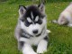 chiot husky sibérien a donner 