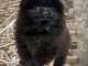 Chiot spitz nain disponible pour adoption 