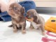 Chiot chihuahua femelle a donner 
