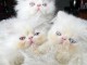 Adoption chatons persan LOOF 