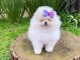 chiot spitz nain lof 