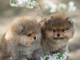 Adoption chiot spitz allemand 