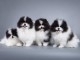 Adoption chiot spitz nain Poméranie 
