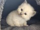 chaton sacré brimanie a donner femelle 