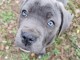 chiot cane Corso mâle a donner 