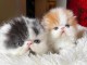 chaton persan a donner 