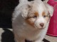 chiot Berger australien mâle a donner 