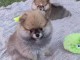 chiot spitz nain a donner 