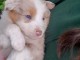 Je donne chiot berger australien 