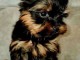 chiot Yorkshire femelle a donner 