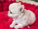 chiot chihuahua femelle a donner 