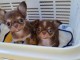 Je donne chiot chihuahua 