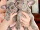 chiot bouledogue français a donner 