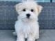 chiot bichon maltais mâle a donner 