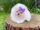 chiot spitz allemand race pure femelle 