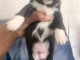 chiot chihuahua disponible 