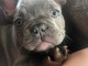 chiot bouledogue français disponible 