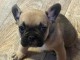chiot bouledogue français disponible 
