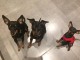 chiot Pinscher nain à donner 
