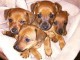 Adoption chiot Pinscher nain 