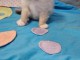 chaton sacré brimanie a donner contre bon soin 