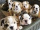 Annonce des chiots bulldog anglais lof 