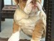 Bébé chiot bulldog anglais lof 