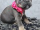 chiot bouledogue français a donner 