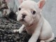 chiot bouledogue français a donner 