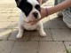 chiot bouledogue français disponible 