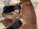 Annonce des chiots chihuahua disponible 