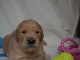 chiot golden retriever mâle a donner 