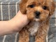 chiot lof disponible Mp 
