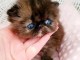 chaton persan a donner 