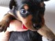 chiot Pinscher nain à donner 