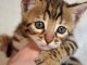 Je donne chaton disponible Bengal 
