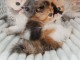 chaton persan a donner 