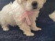 je donne chiot bichon disponible 
