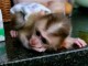 Adorable singe capucin a donner femelle 