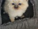 chaton sacré brimanie a donner 