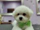 Bichon Frisé chiots à vendre