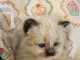 chaton sacré de birmanie a donner 