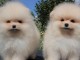 chiot spitz nain lof Mp 