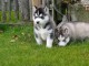 chiot husky sibérien adorable a donner 