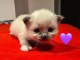 chaton disponible à partir 